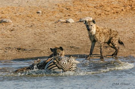 Hyenas kill zebra at Etosha waterhole - Africa Geographic