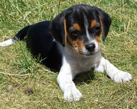 Miniature Beagles | Miniature dog breeds, Miniature dogs, Dog breeds