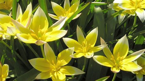 Top 5 Spring Flowering Bulbs – Nothing Ordinary Here! - Gelderman Landscape Services