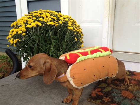 Hot dog costume on a weiner dog!!! | Hotdog costume, Weiner dog, Dog costume