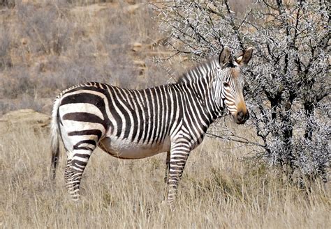 Cape Mountain Zebra (Equus zebra zebra) | Link Road, Mountai… | Flickr