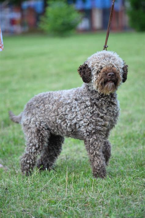 Lagotto Romagnolo Puppies For Sale - Amico Roma Puppies