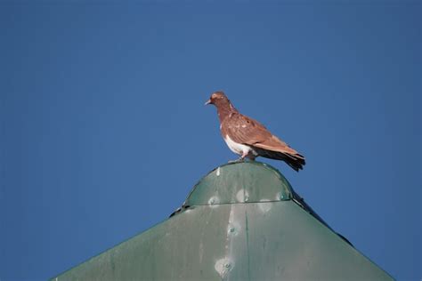 Lahore Pigeon: Characteristics | Varieties | Everything about the Breed