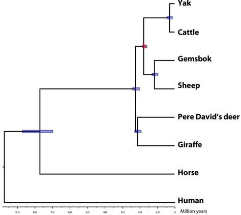 Phylogenetic relationships of the giraffe. Phylogenetic tree ...