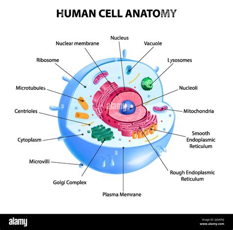 Cell Diagram Labeled