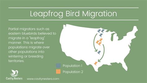 Eastern Bluebird Migration Plus 4 Ways To Help