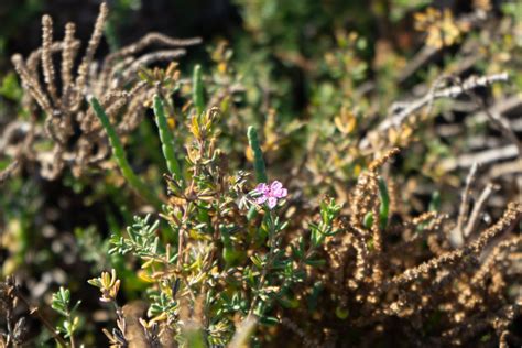 Rabbit Island - Bolsa Chica Conservancy