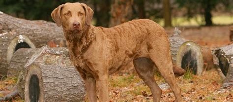 Chesapeake Bay Retriever - Temperament, Lifespan, Shedding, Puppy