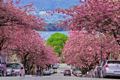 How to enjoy Vancouver’s Cherry Blossom Season - Claudia Travels