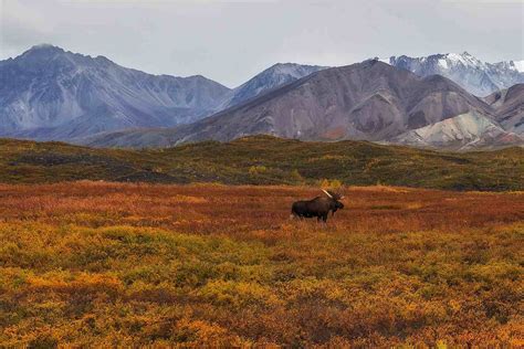 Tundra Land Biome Description and Characteristics