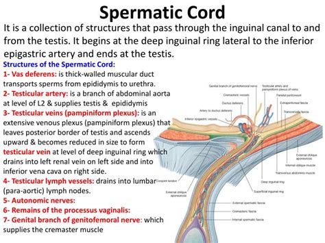 Spermatic Cord Anatomy Model