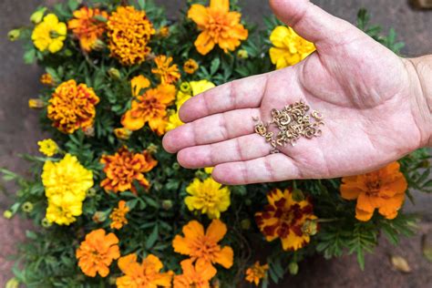 Marigold Seeds Germination