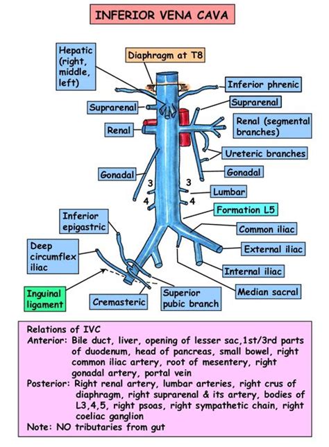 18 best Interrupted Inferior Vena Cava (IVC) images on Pinterest | Cardiovascular disease, Chd ...