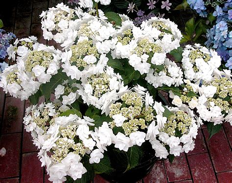 The 19 Best White Hydrangeas for Your Garden