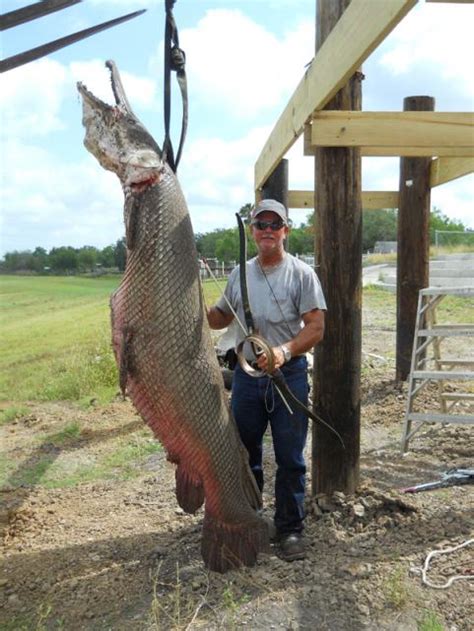 New record Alligator Gar?, Easttexas | Hunting