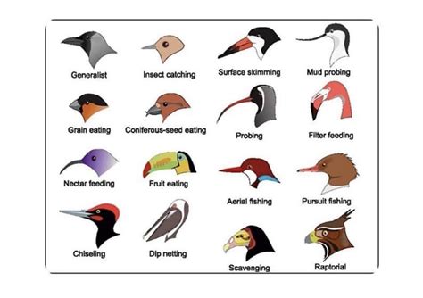 Bird Feeding Types : r/coolguides