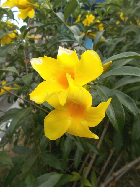 Allamanda Flower on the Tree, Close Ups Stock Image - Image of bright ...