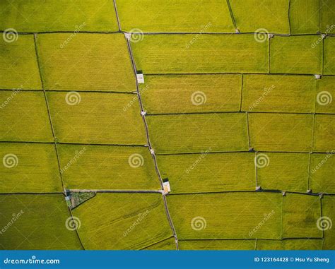 Aerial View of Paddy Field stock photo. Image of field - 123164428