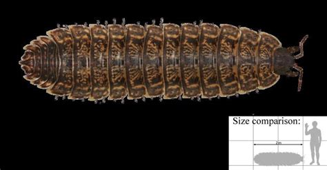 Arthropleura - Alchetron, The Free Social Encyclopedia