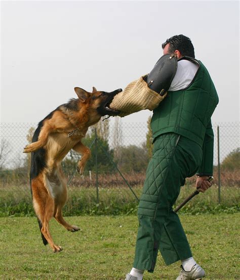 Training For Dogs Tips | Dog Training