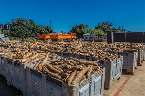 Harnessing the economic potential of cassava production in Nigeria