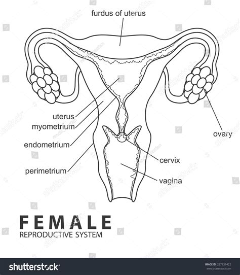 The Female Reproductive System Stock Vector