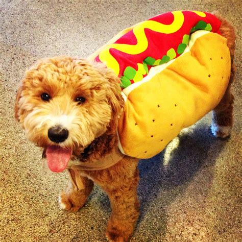 Hot dog costume on a goldendoodle. Dog costume :) | Pet halloween costumes, Halloween costumes ...