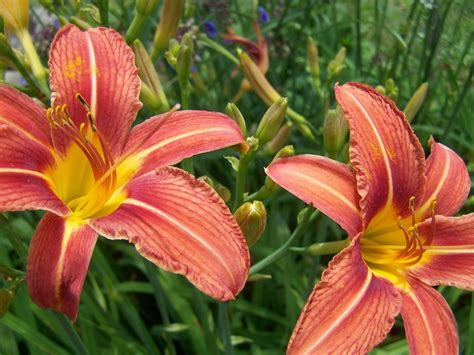 Lilies blooming — Steemit