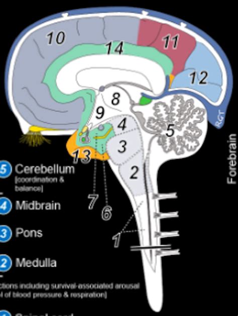 555 Neuroanatomy Diagrams Diagram | Quizlet