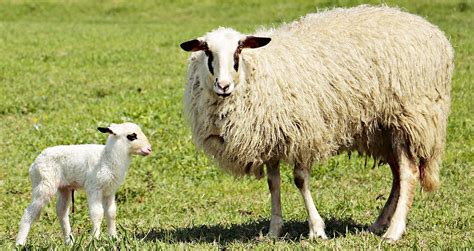 How to lamb a ewe - 7 Top Tips - Vet Help Direct