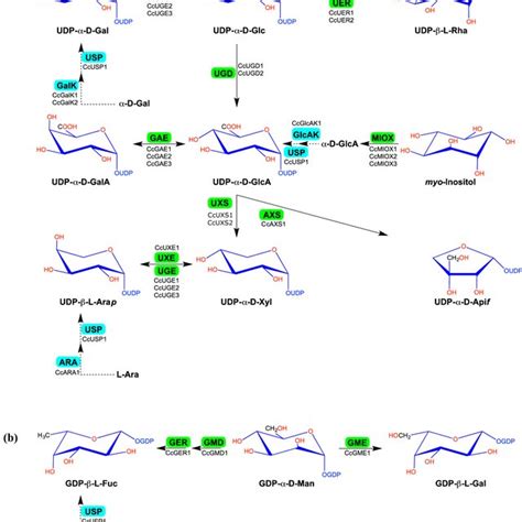 Pectin biosynthesis pathways are adapted to higher rhamnogalacturonan ...