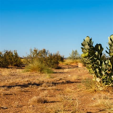 Sahara Desert Plants