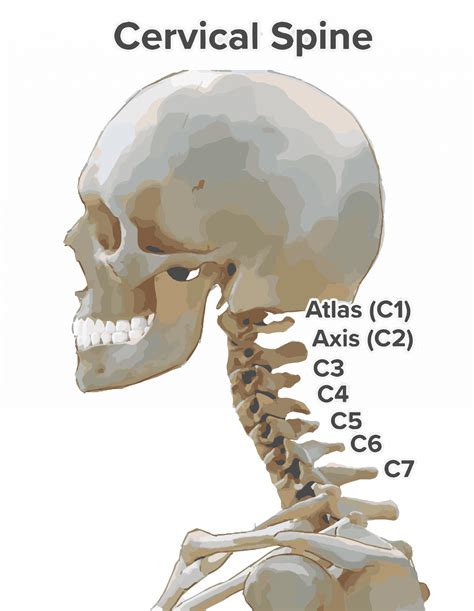 Cervical Spine Anatomy Photograph By Maurizio De Ange - vrogue.co