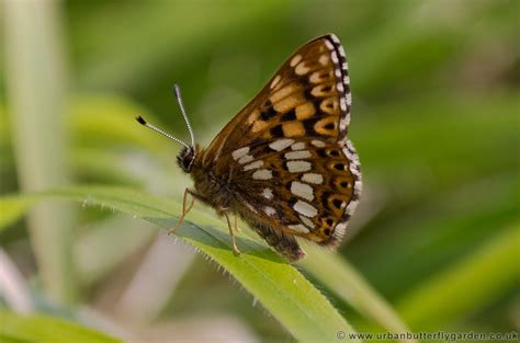 Duke of Burgundy Butterfly (Hamearis lucina) | Urban Butterfly Garden