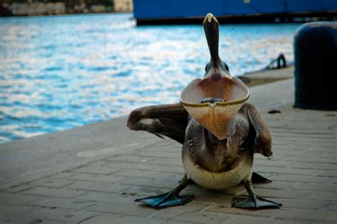 Pelican eats fish at Havana´s Bay | A pelican eats a fish th… | Flickr