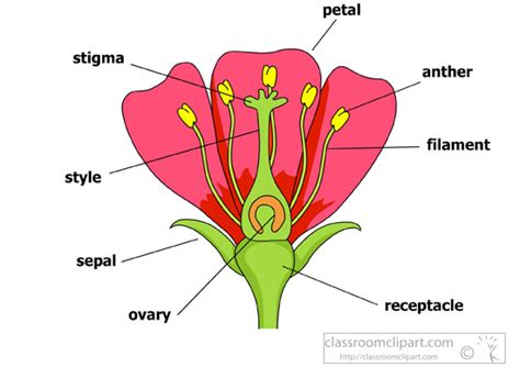 Science : parts-of-a-flower-petals-stigma-sepal-anther : Classroom Clipart