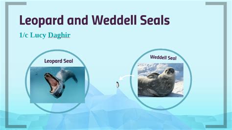 Leopard and Weddell Seal by lucy daghir on Prezi