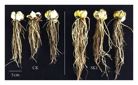 Plant growth promotion in Lilium varieties upon P. polymyxa SK1... | Download Scientific Diagram