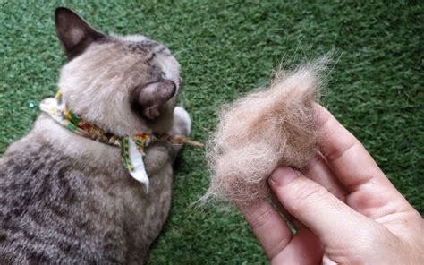 Cat Dander vs Dandruff: The Differences Explained | Pet Keen