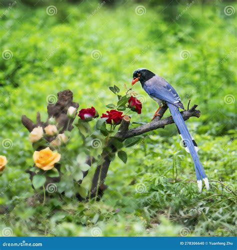 Flying Magpie, Spread Its Wings Stock Photo - Image of branch, lighting: 278306640