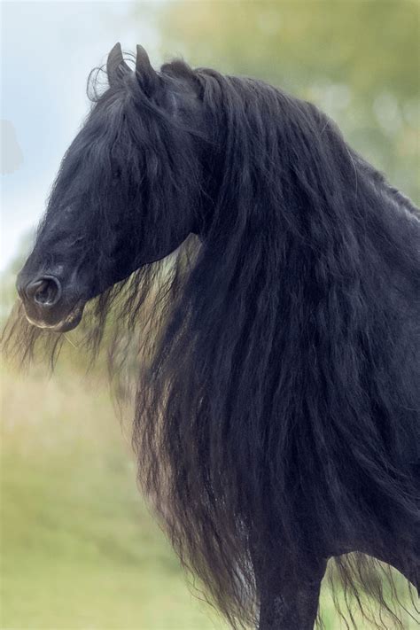 How to Grow Healthy, Long Manes and Tails - starlitridge.com