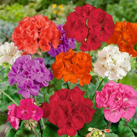 Geranium Flower Seed Mix For Best Geranium Plants