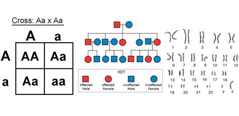 Autosomal Dominant Punnett Square