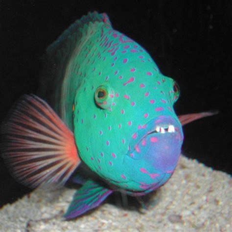 17 Best images about Exotic Freshwater Fish on Pinterest | Cichlids ...