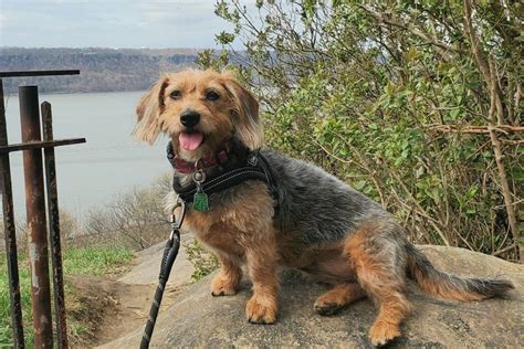 Beagle Poodle Mix: A Dog That Will Melt Your Heart