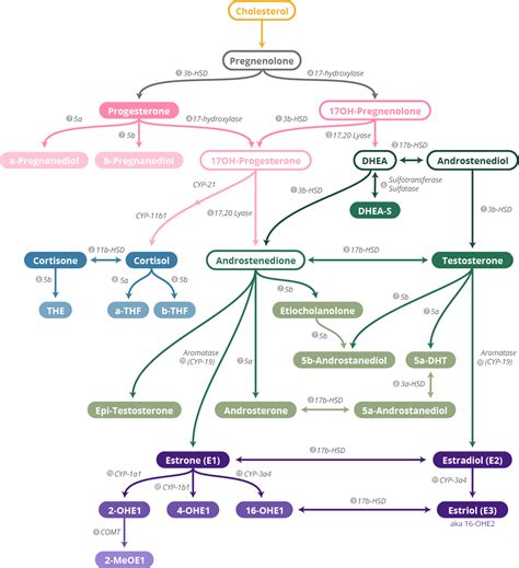 Steroid Pathway Chart - DUTCH Test