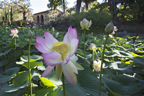 Lotusland Silver Anniversary Year : The Garden Conservancy