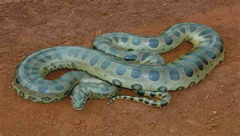 Interesting Green Anaconda Facts - Petculiars: Pet Guides, Health & Behavior Articles by Lisa ...