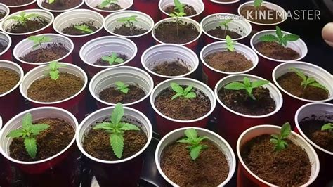 HOW TO GROW CANNABIS -SEED TO WEED: EPISODE 4 SEEDLING STAGE - YouTube