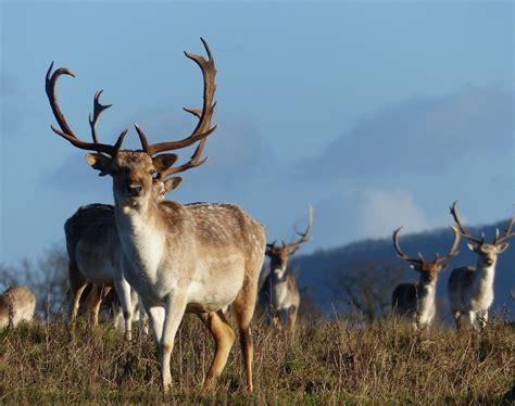 Deer at Attingham Park | Deer, Animals, Kangaroo